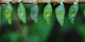 Butterfly cocoons hanging off a branch to represent an IT transformation