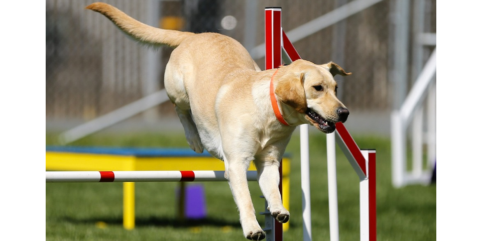 A dog showing off its agility by jumping over pole